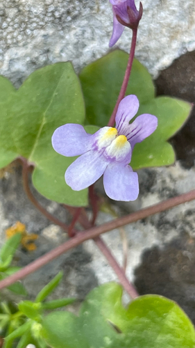 Cymbalaria muralis