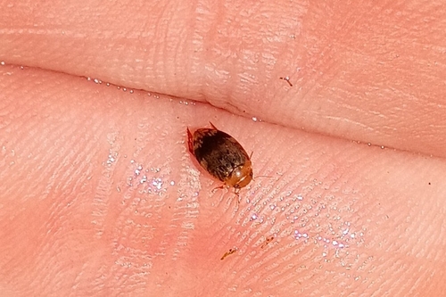 Laccophilus fasciatus
