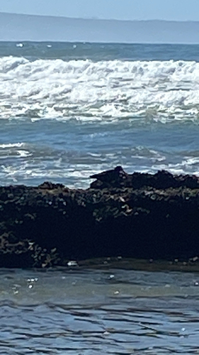 iNaturalist image