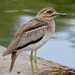 Water Thick-Knee - Photo (c) Bernard DUPONT, some rights reserved (CC BY-NC-SA)