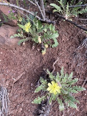 Oenothera primiveris primiveris