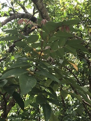 Averrhoa carambola