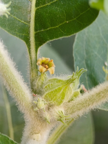 Withania somnifera, photograph 3