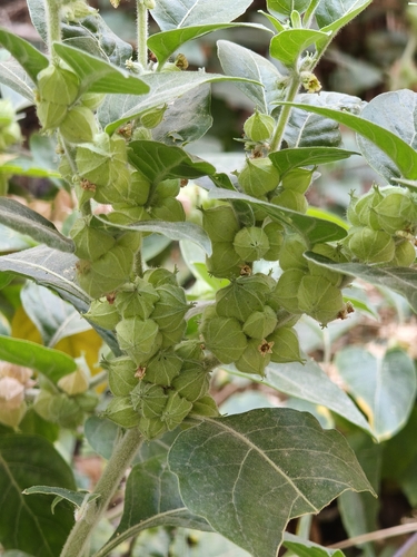 Withania somnifera, photograph 4