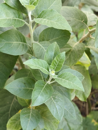 Withania somnifera, photograph 5