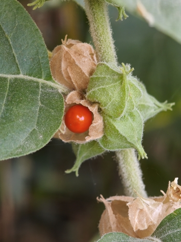 Withania somnifera, photograph 6