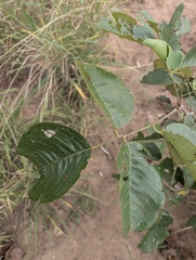 Pterocarpus rotundifolius