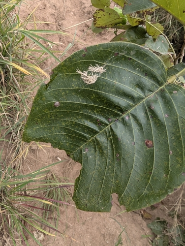 Pterocarpus rotundifolius, photograph 2