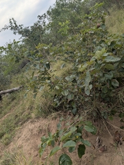 (c) Shedron Mukhumo, some rights reserved (CC BY) Pterocarpus rotundifolius, photograph (c) Shedron Mukhumo, some rights reserved (CC BY)