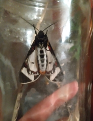 Dysschema centenaria