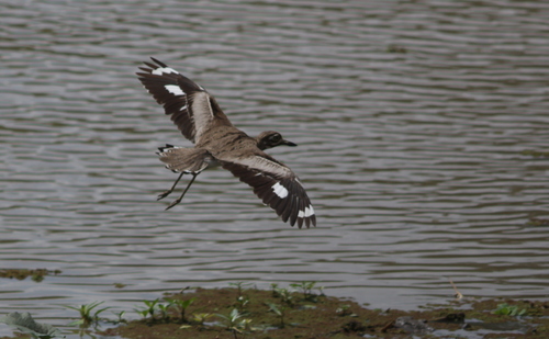 Water Thick-knee