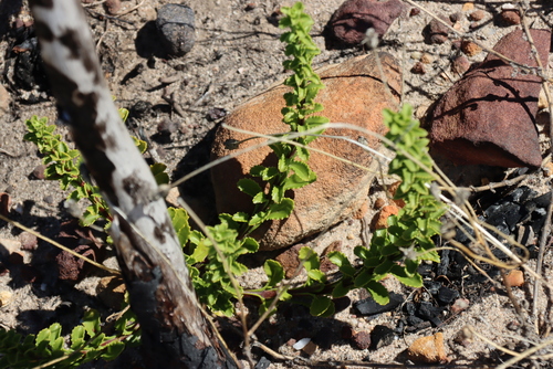 Pseudoselago serrata, photograph 1