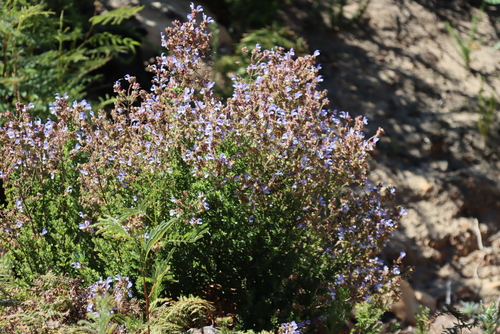 Salvia chamelaeagnea, photograph 4
