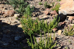 Pseudoselago serrata