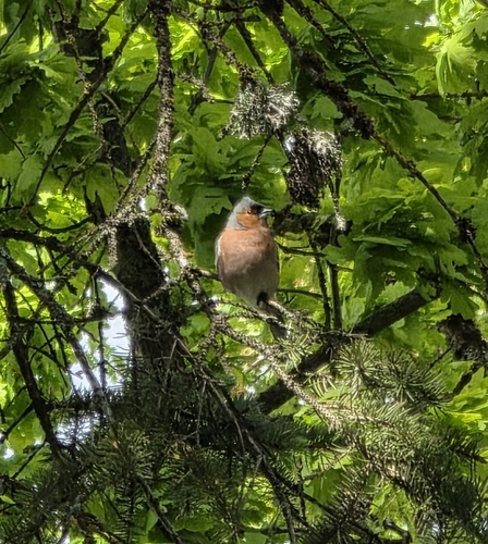 Common Chaffinch