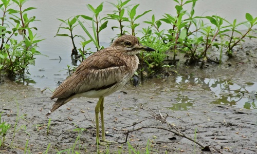 Water Thick-knee