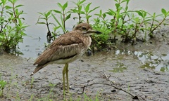 Water Thick-Knee photo 3
