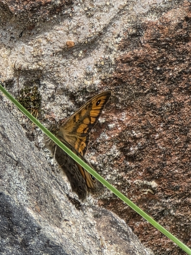 Wall Brown
