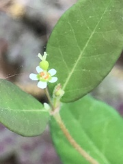 Euphorbia pubentissima