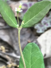 Euphorbia pubentissima