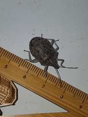 Peltasticus punctatus