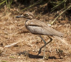 Water Thick-Knee photo 5