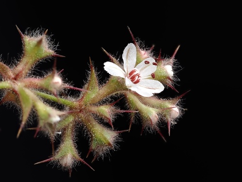 Mucronea californica