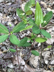 Euphorbia pubentissima