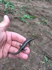 Notomabuya frenata