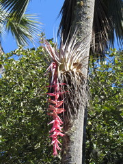 Tillandsia prodigiosa