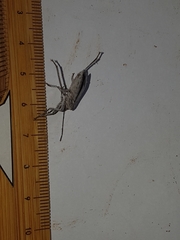 Peltasticus punctatus