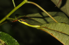 Dendrelaphis formosus