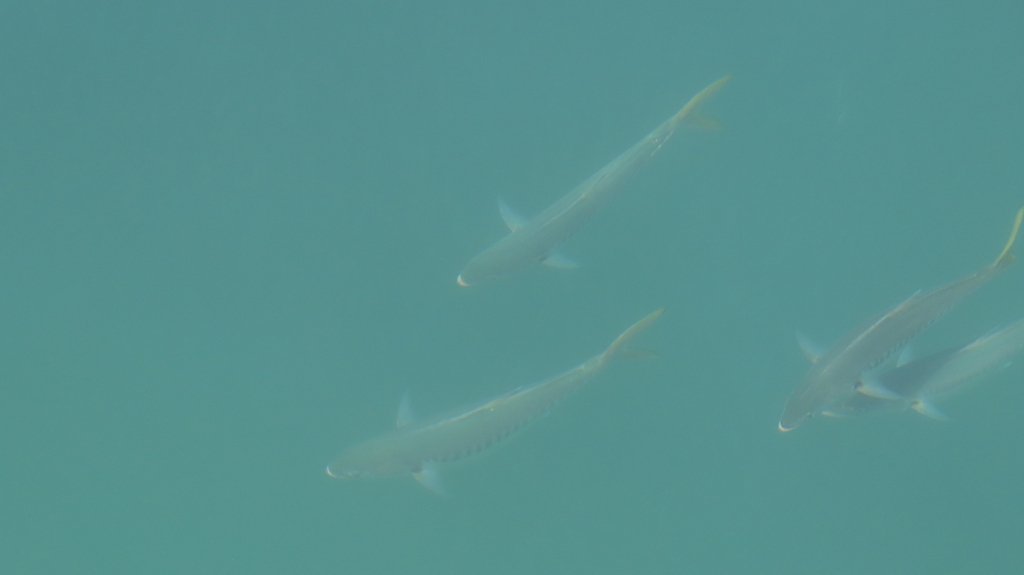 Wijfje (Campogramma glaycos) — Carangidae