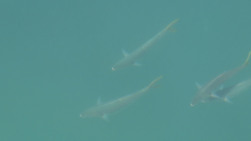 Bigtoothed pompano (Campogramma glaycos) — Carangidae