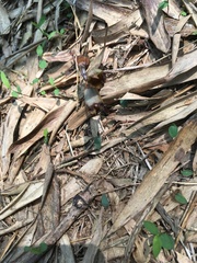 Gastrodia fontinalis