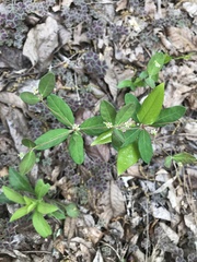 Euphorbia pubentissima