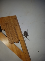 Peltasticus punctatus