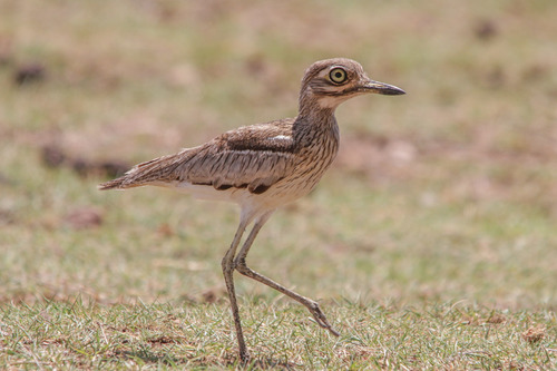 Water Thick-knee