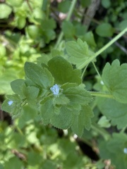 Veronica sublobata