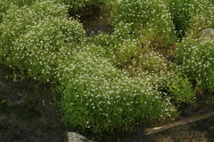 Stellaria crassifolia