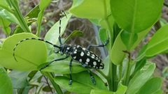 Anoplophora macularia