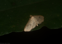 Addaea subtessellata