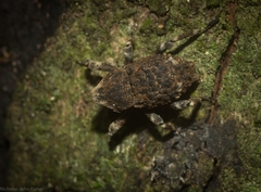 Poropterus bisignatus