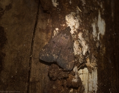 Hydrillodes dimissalis