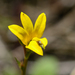 Monopsis lutea - Photo (c) peterswart,  זכויות יוצרים חלקיות (CC BY-NC)