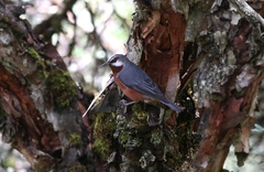 Conirostrum binghami