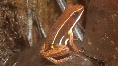 Dendrobatoidea