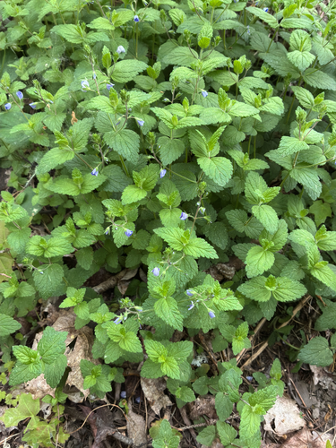 Germander Speedwell