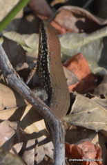 Eutropis macularia
