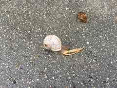Cornu aspersum